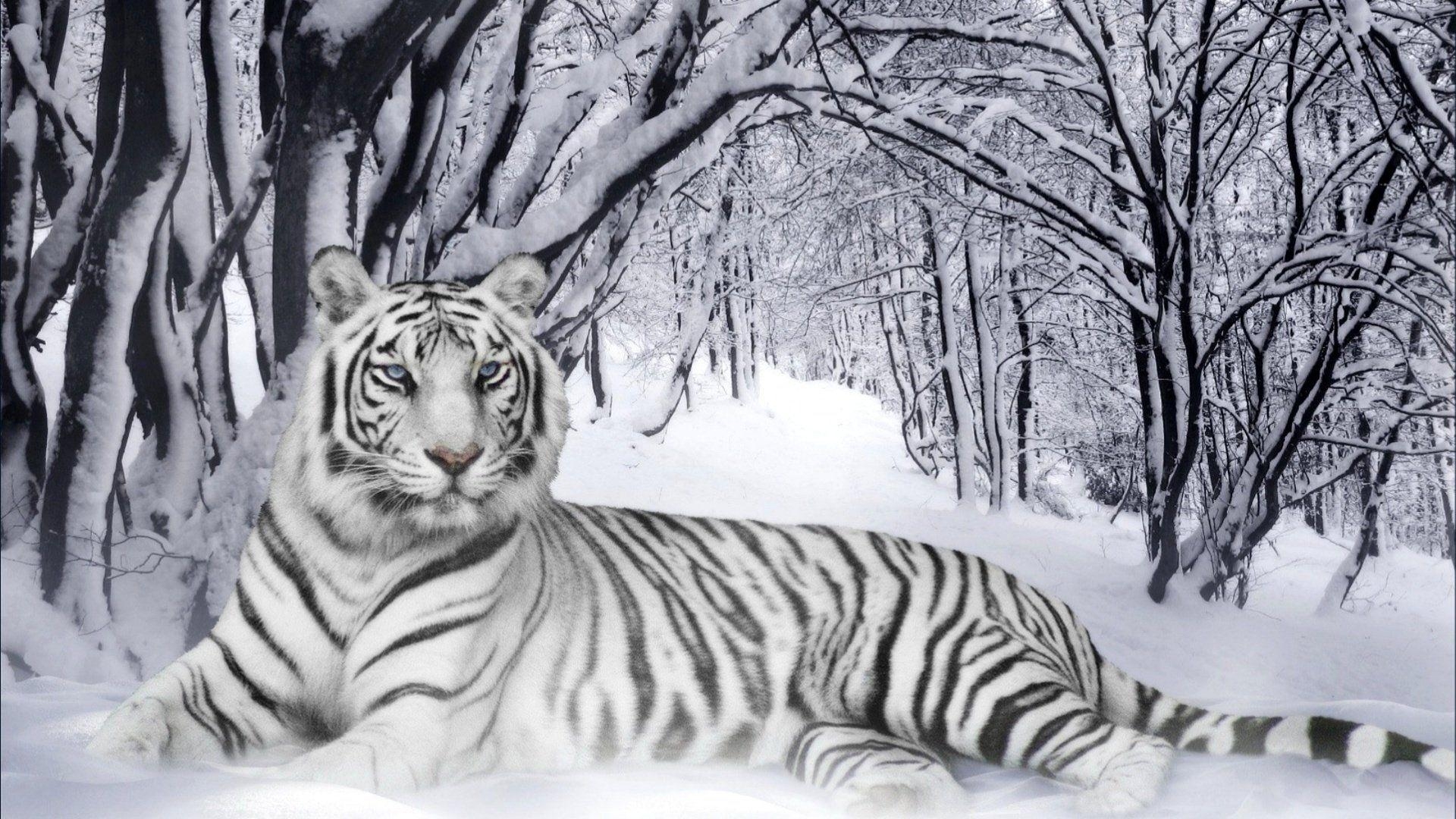 1920x1080 White Tiger HD Wallpaper, Desktop