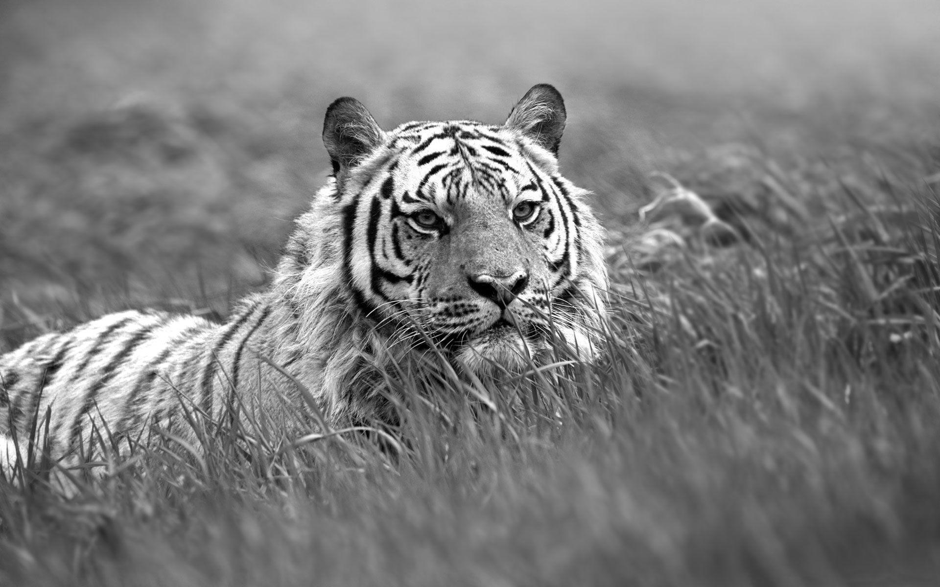 1920x1200 white tiger image & TIGERS, Desktop