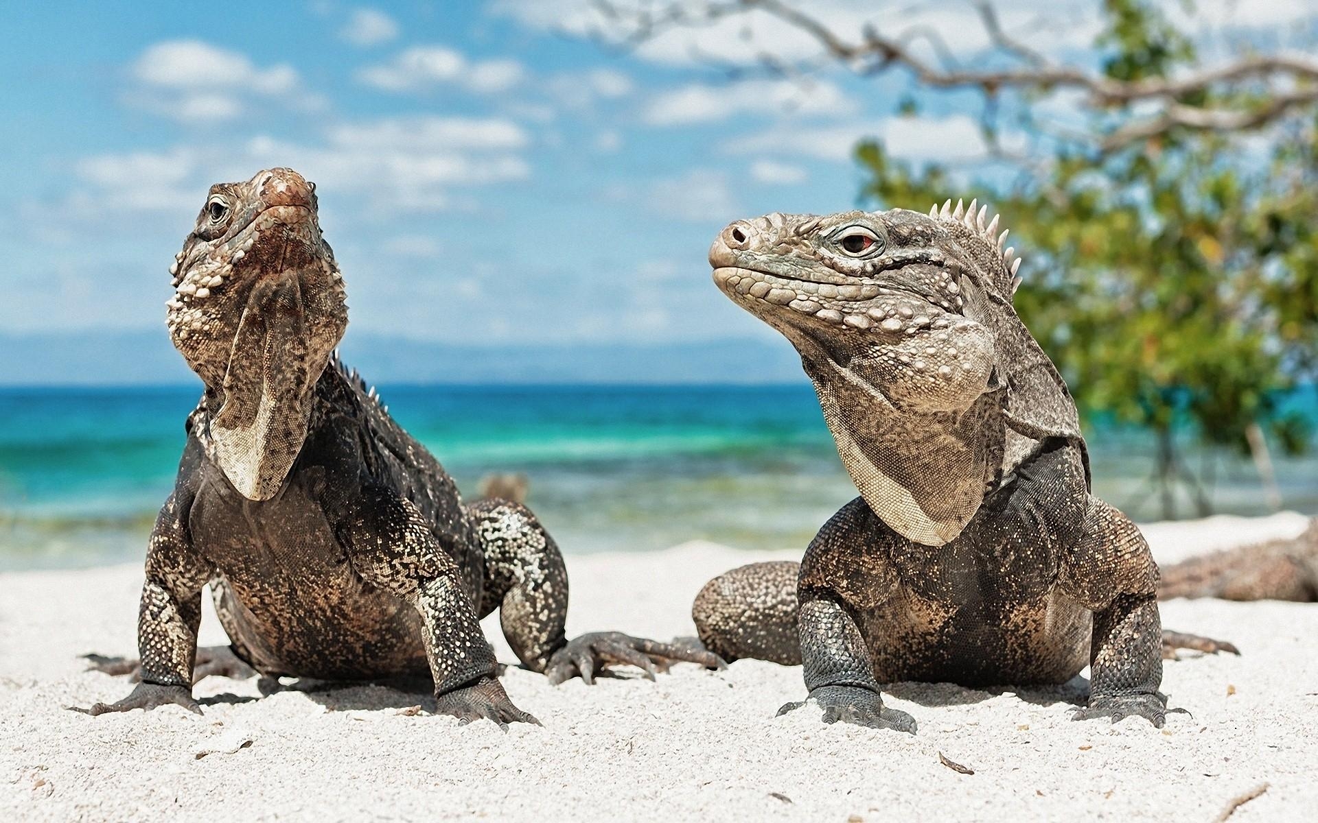 1920x1200 ocean, landscapes, animals, lizards, reptiles, iguana wallpaper, Desktop