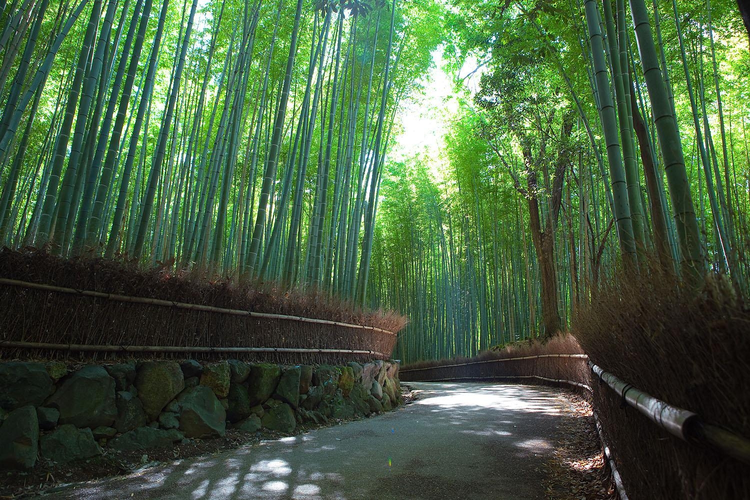 1500x1000 Sagano Bamboo Forest in Kyoto, Desktop