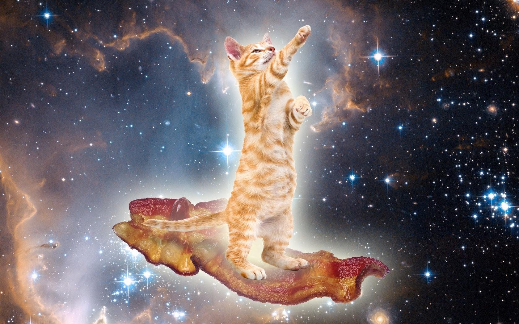 1680x1050 animals, Cat, Bacon, Space, Surreal Wallpaper HD / Desktop and Mobile Background, Desktop