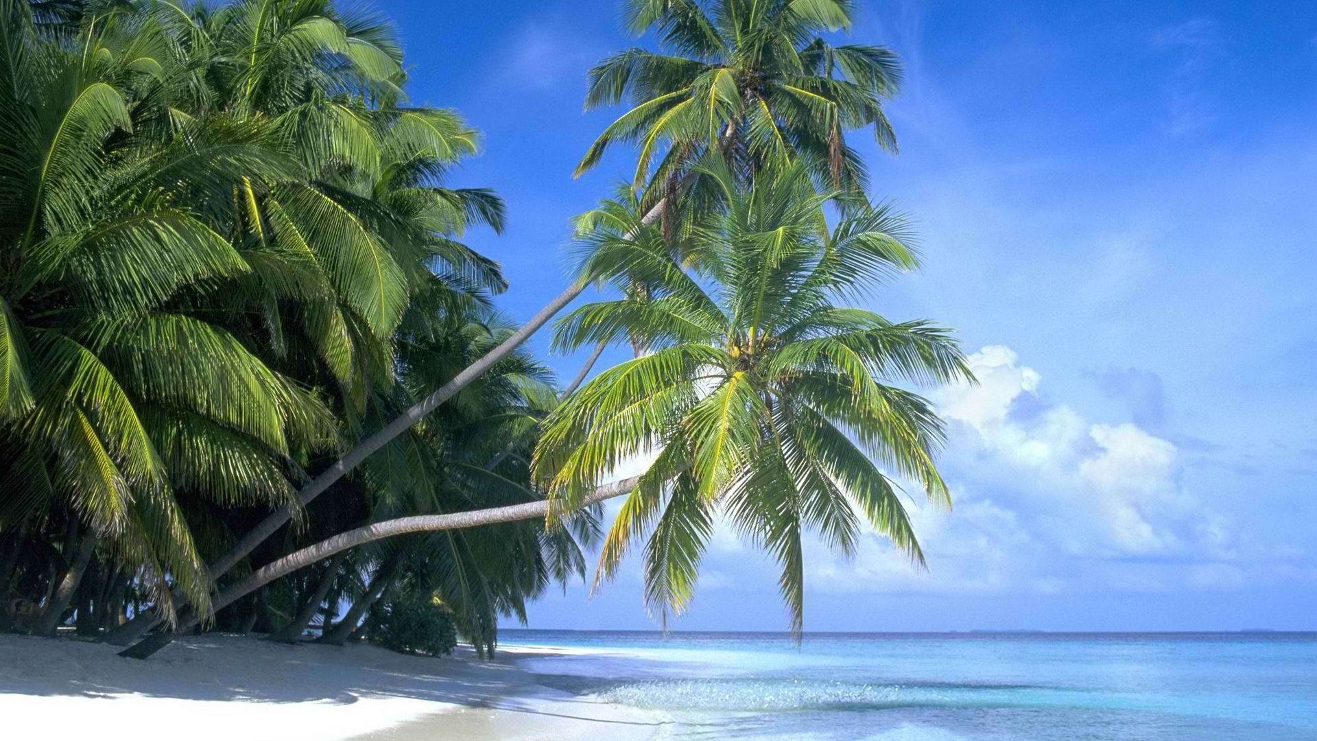 1920x1080 Beach Palm Tree Wide Wallpaper Car Picture Trees Beach Wallpaper, Desktop