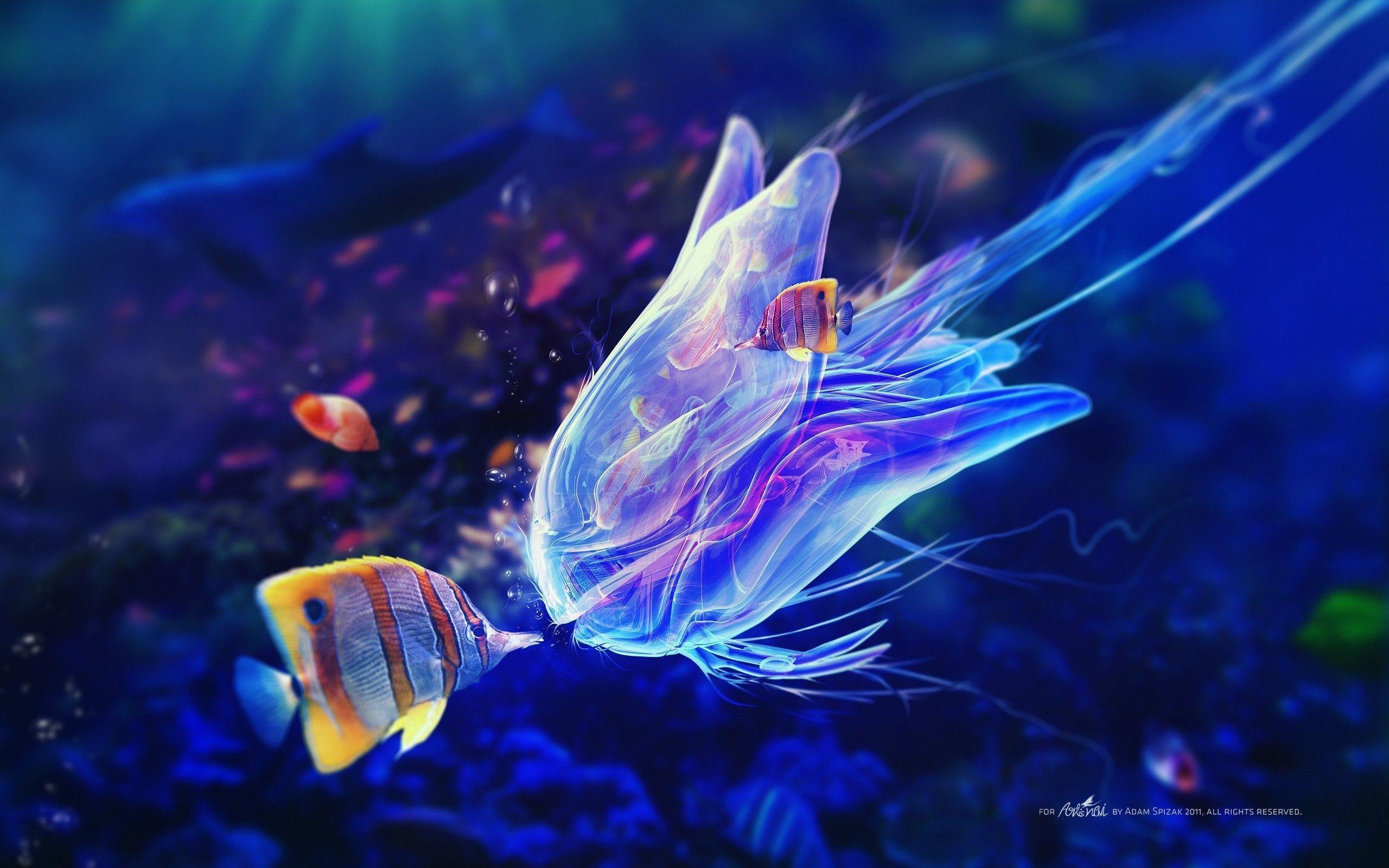 2560x1600 Jelly Fish Kiss Ocean Life HD Wallpaper, Desktop