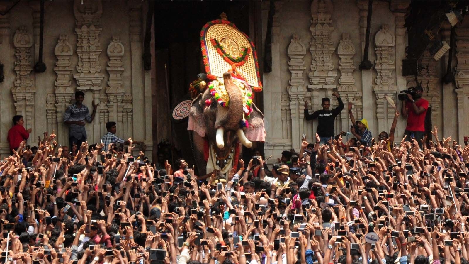 1600x900 Kerala's star elephants are a 'jumbo' hit on the internet, Desktop