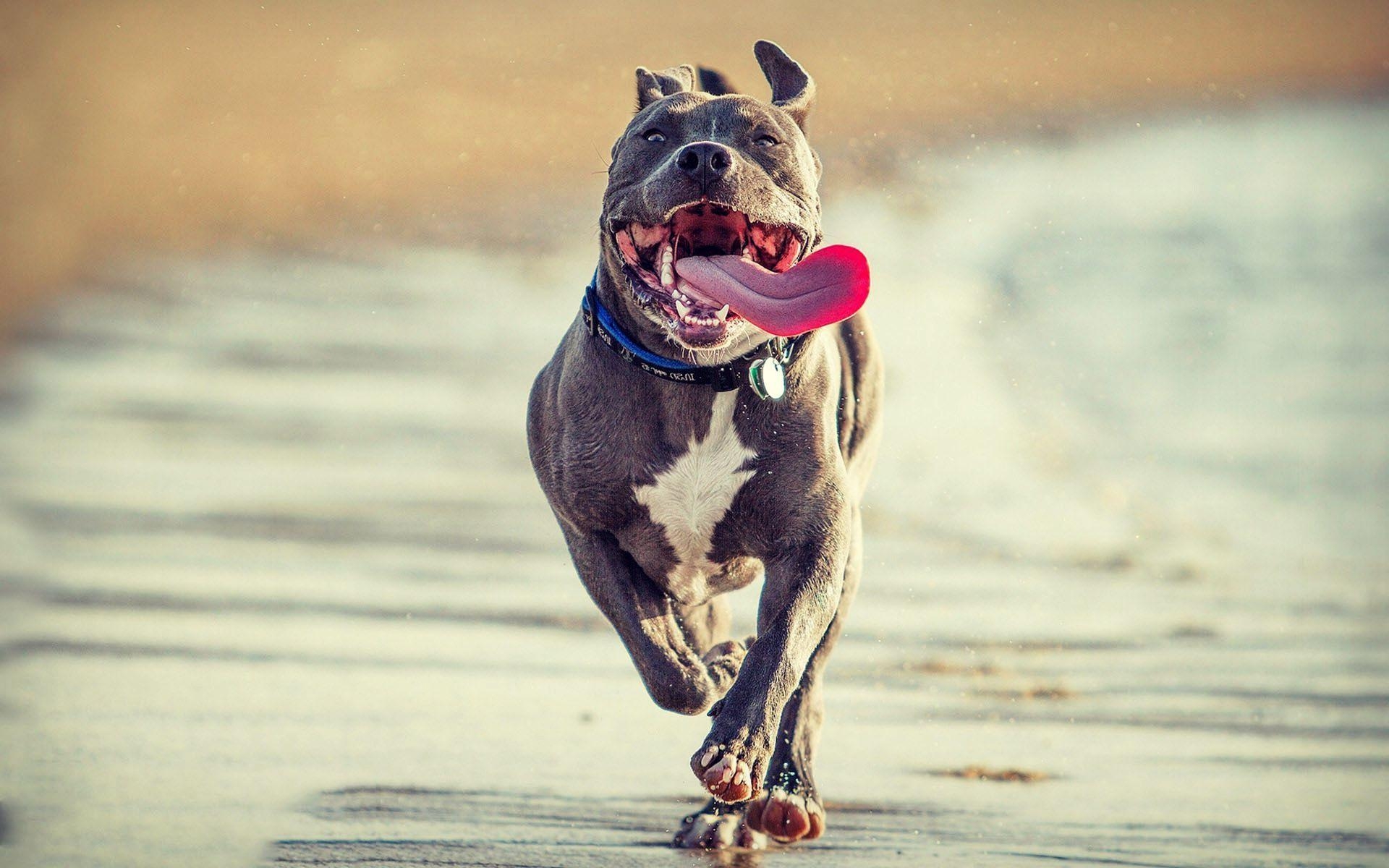 1920x1200 Pitbull doing shaking [1920×1200]. HD wallpaper. Dogs, Pitbulls, Desktop