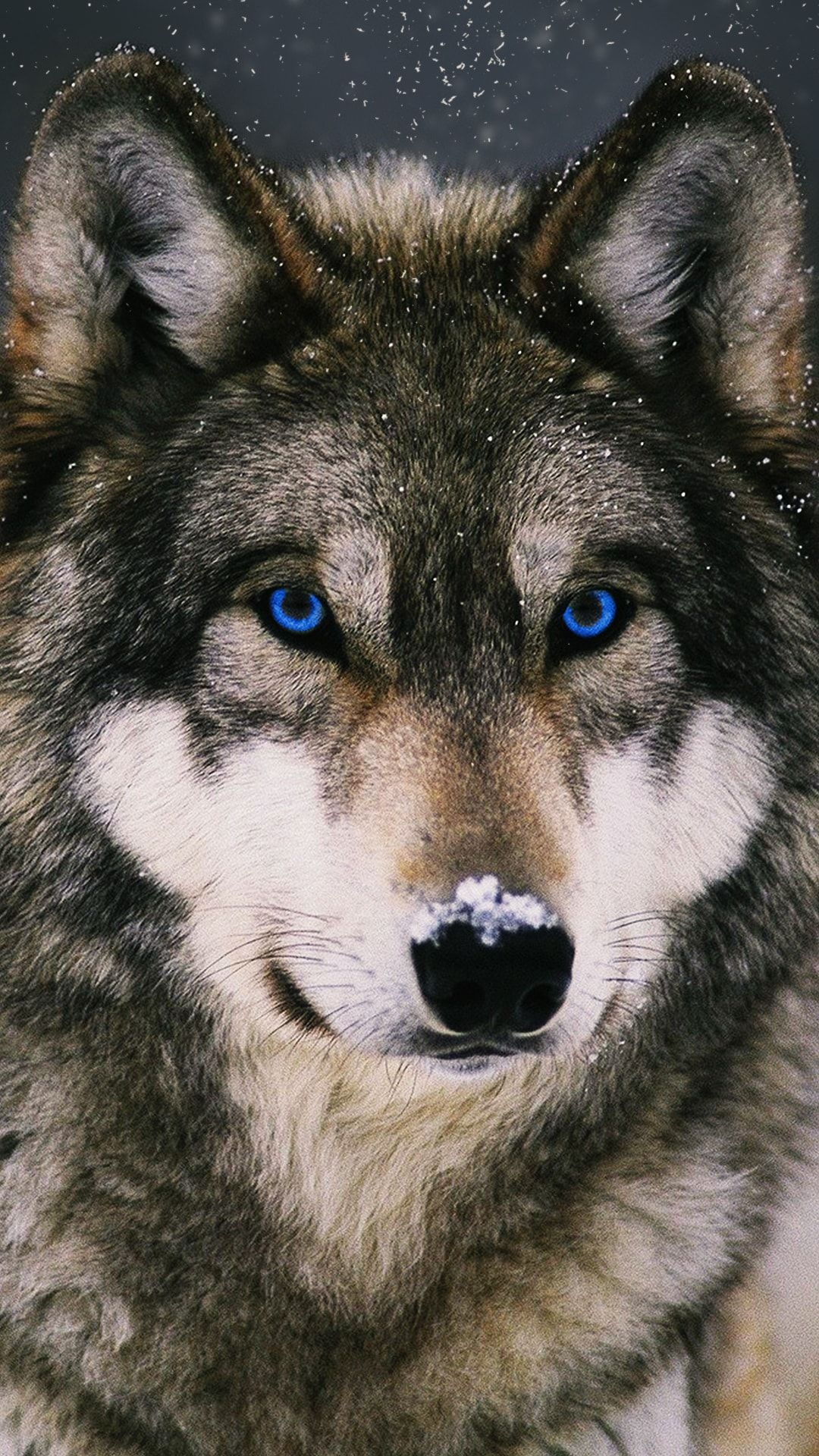 1080x1920 Wolf Wallpaper iPhone Free HD Wallpaper, Phone