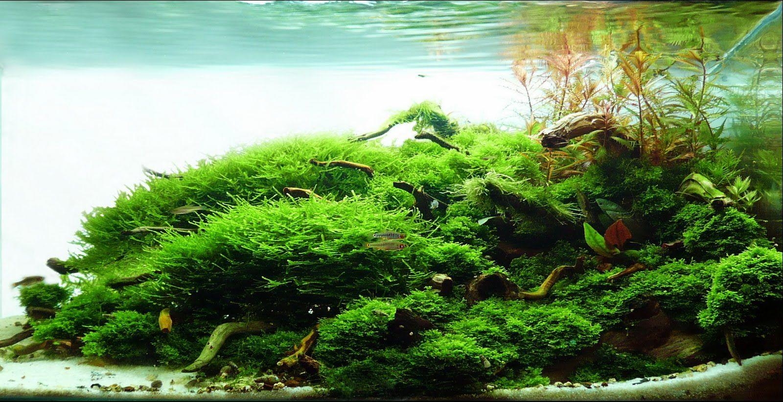 1600x830 Attractive Aquascape Wallpaper, Desktop