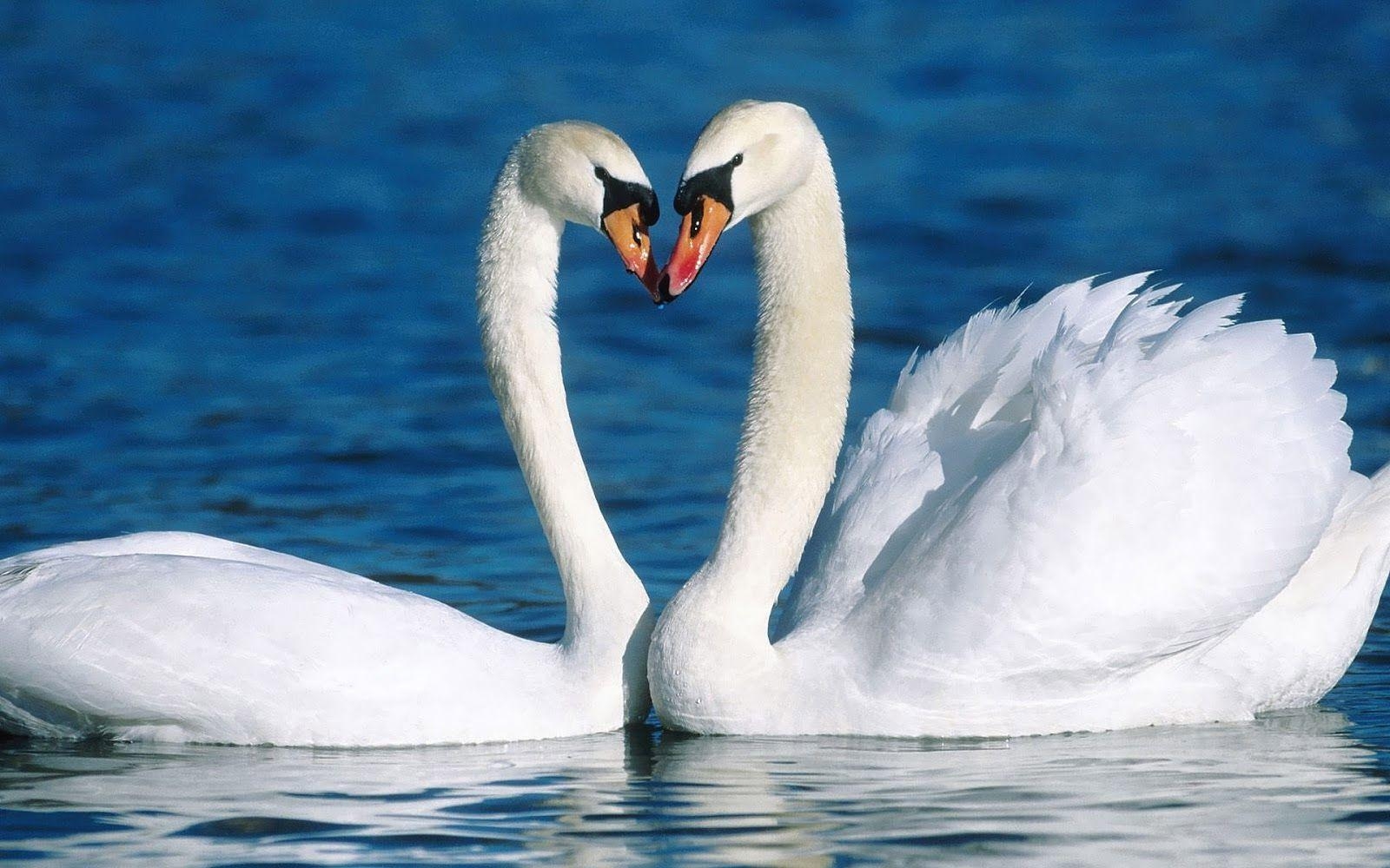 1600x1000 Two white swans standing in the water. HD Animals Wallpaper, Desktop