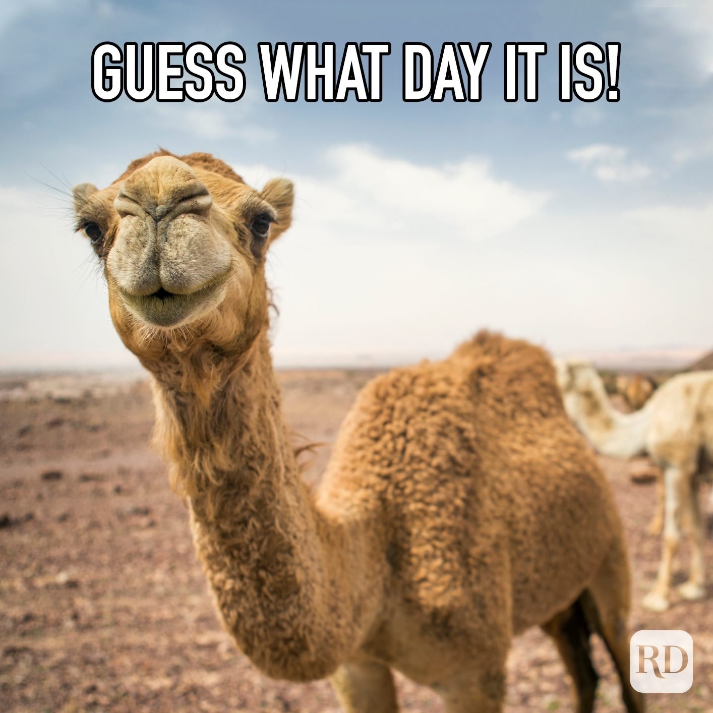 1420x1420 Best Hump Day Memes That Make Wednesdays Bearable. Reader's Digest, Phone