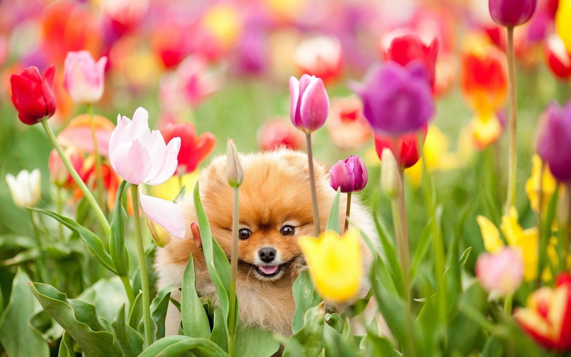 1920x1200 Flowers and Puppies Wallpaper, Desktop