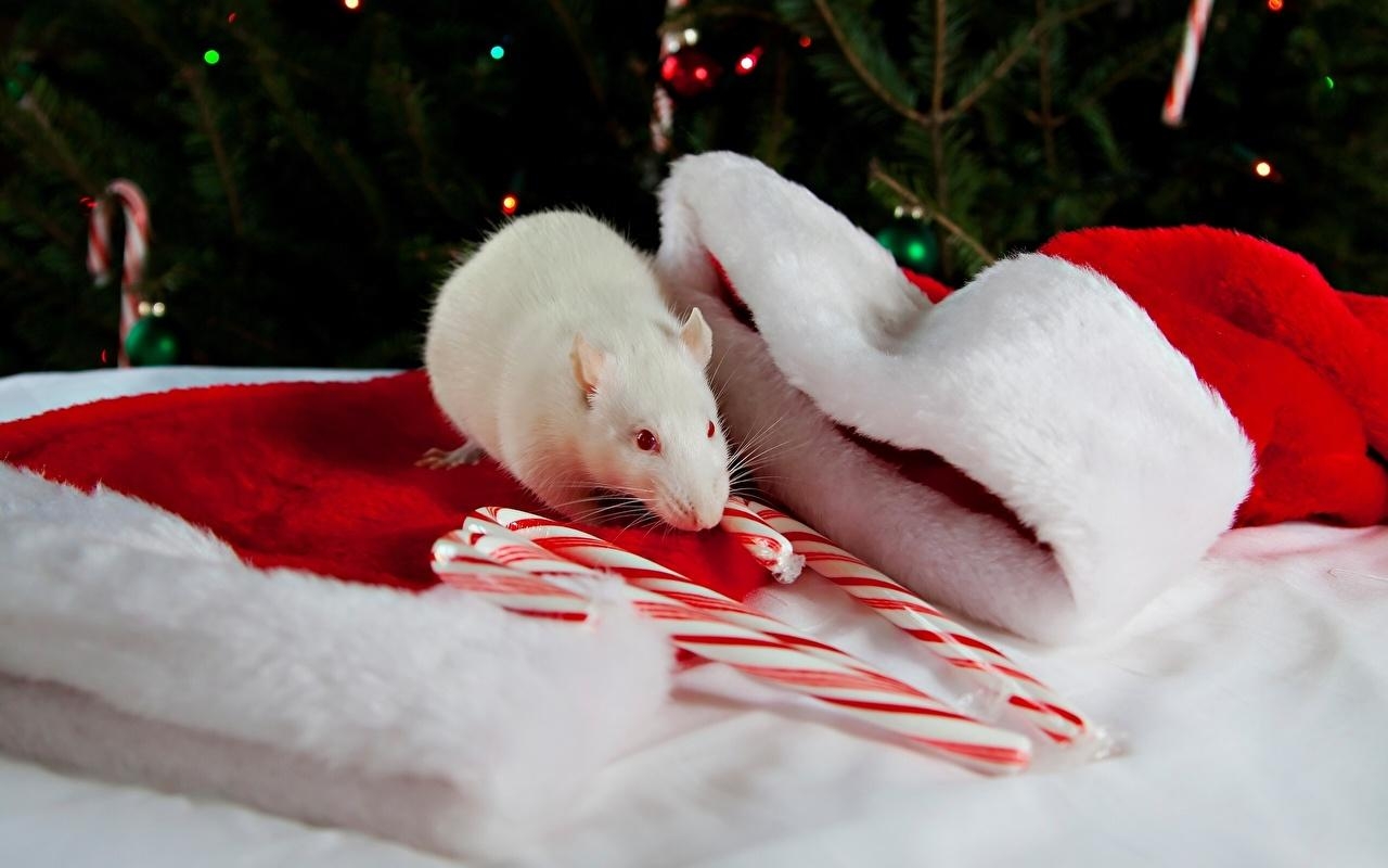 1280x800 Wallpaper Rats New year Winter hat Holidays, Desktop