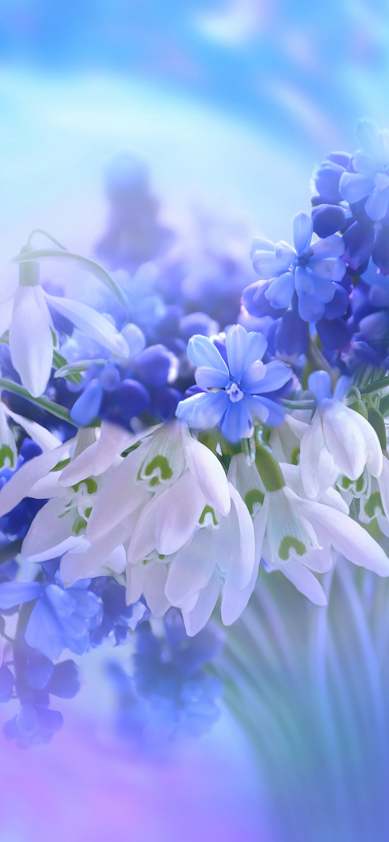 1290x2780 Blue flowers Wallpaper 4K, Hyacinth, White, Blossom, Phone