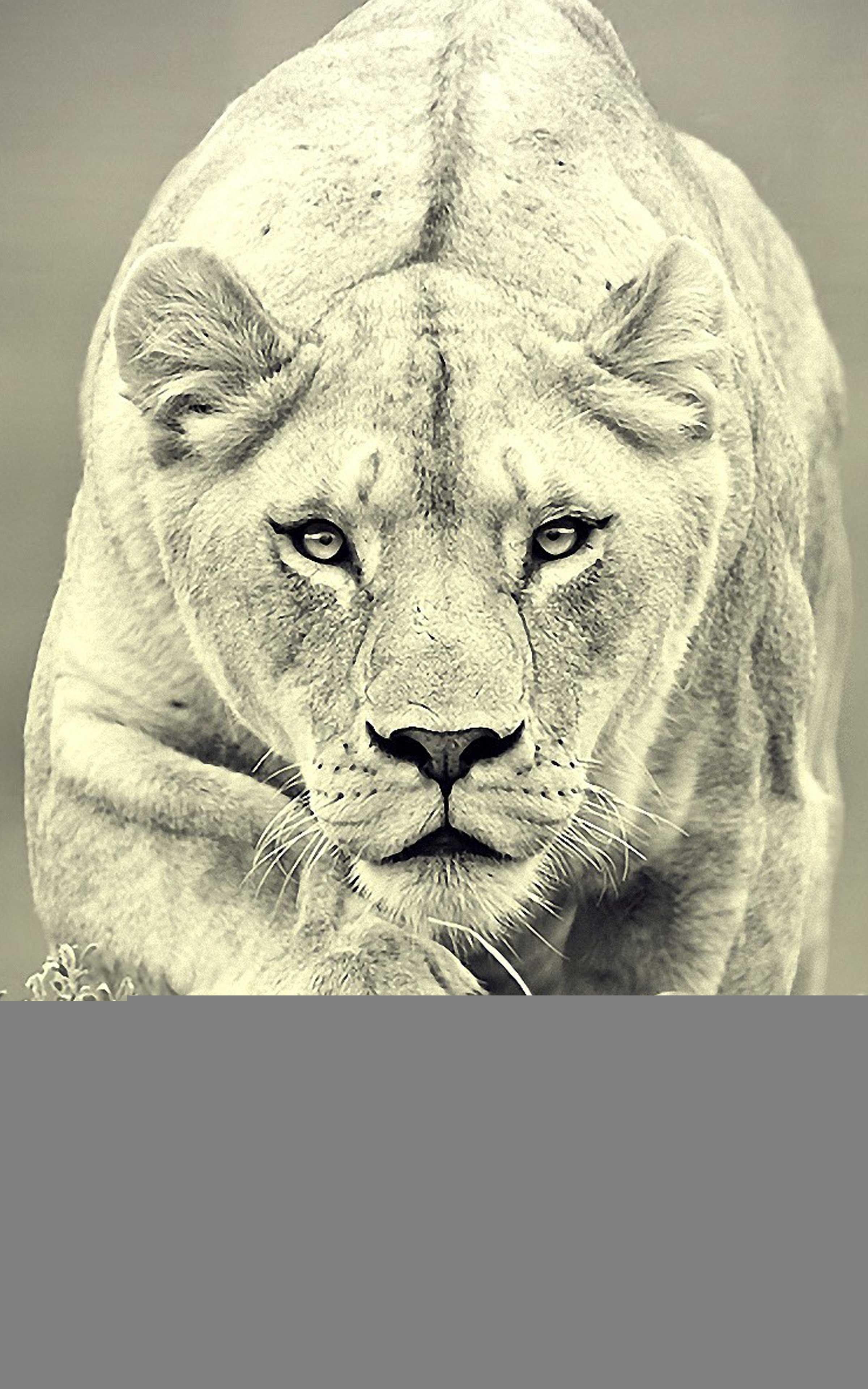 2400x3840 Lion Wallpaper for Mobile Lion Wallpaper for Android, Phone