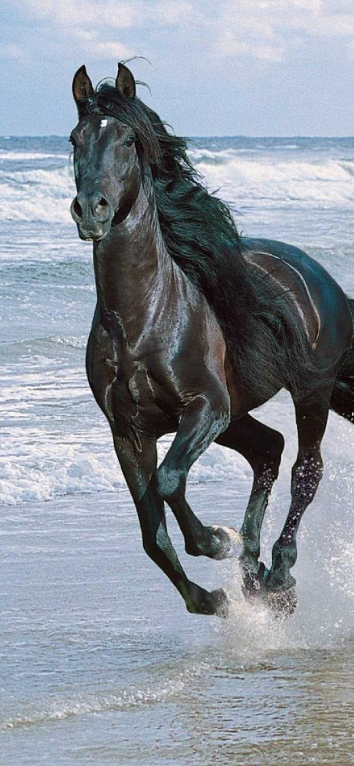 1170x2540 Horse Wallpaper, Phone