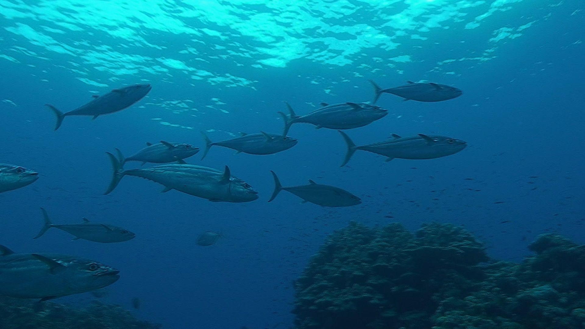 1920x1080 Blackfin, Tuna, Widescreen, High, Resolution, For, Desktop, Desktop