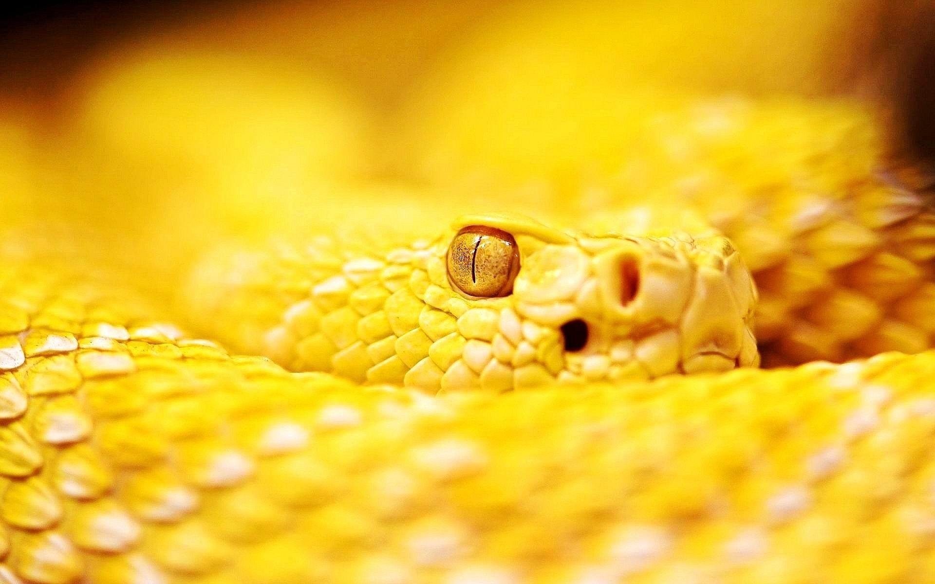 1920x1200 Snake HD Wallpaper, Desktop