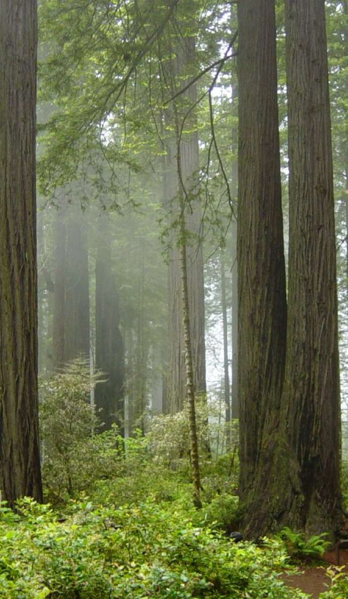 710x1220 From Ewoks to Velociraptors: Exploring Redwood National Park, Phone