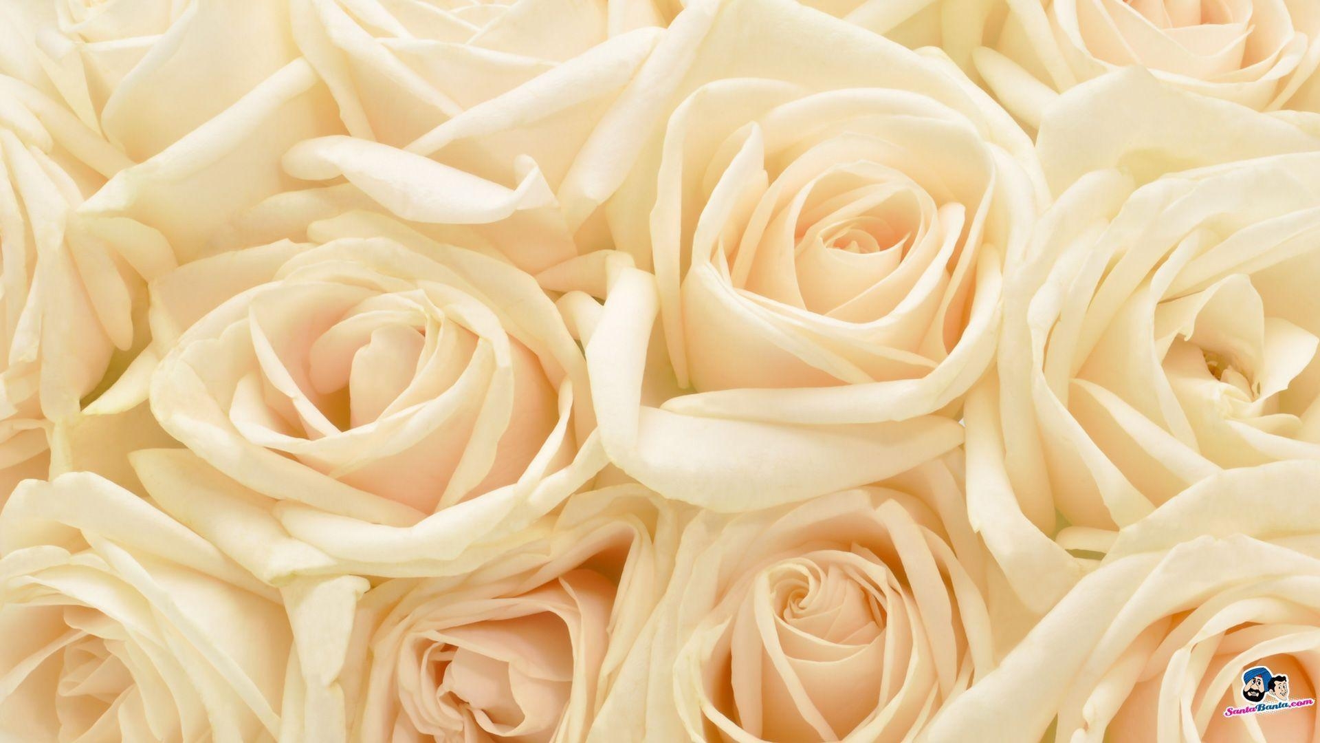 1920x1080 Flowers For > Abstract White Rose Wallpaper, Desktop