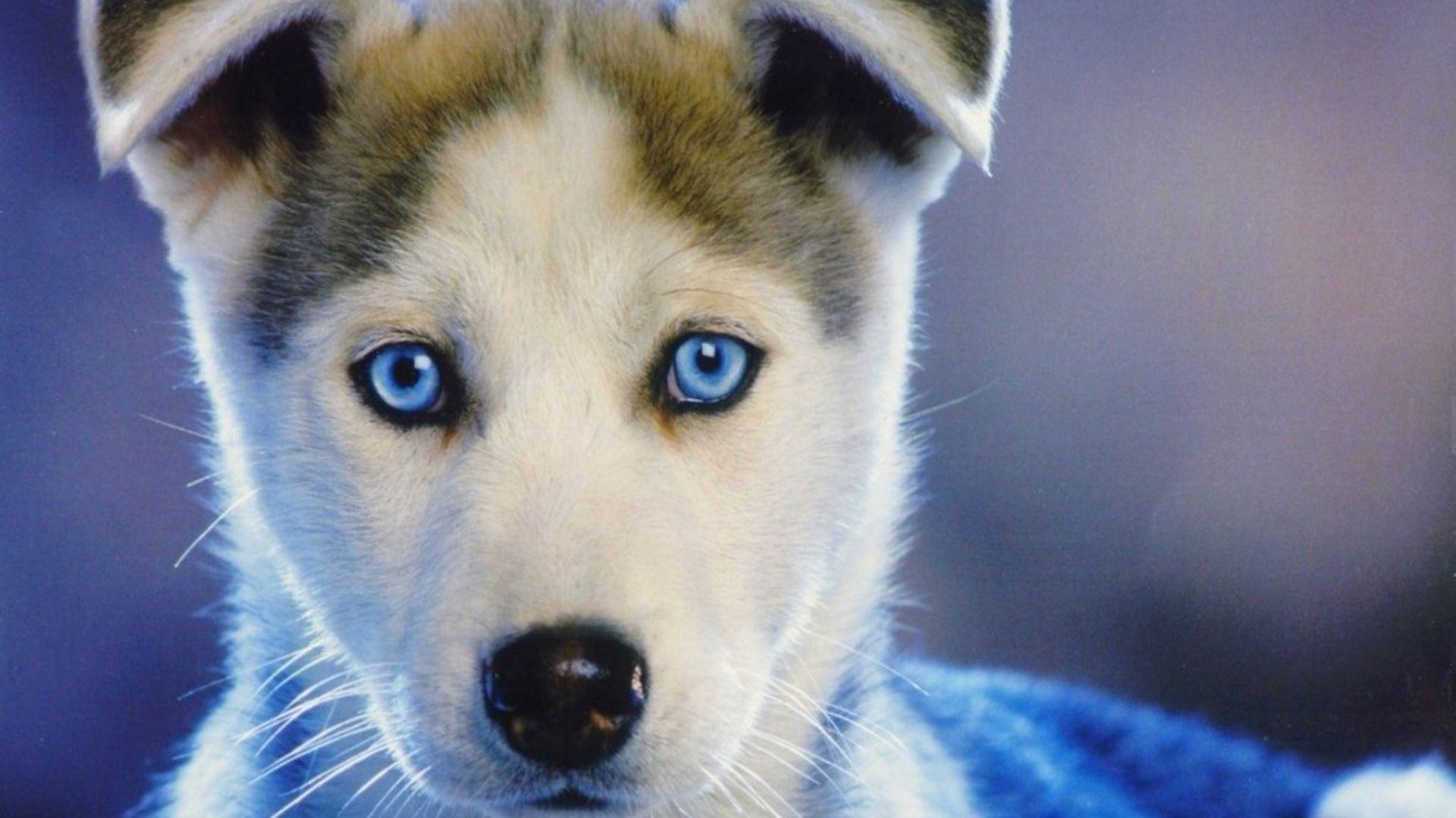 1920x1080 Full HD 1080p Husky Wallpaper HD, Desktop Background, Desktop