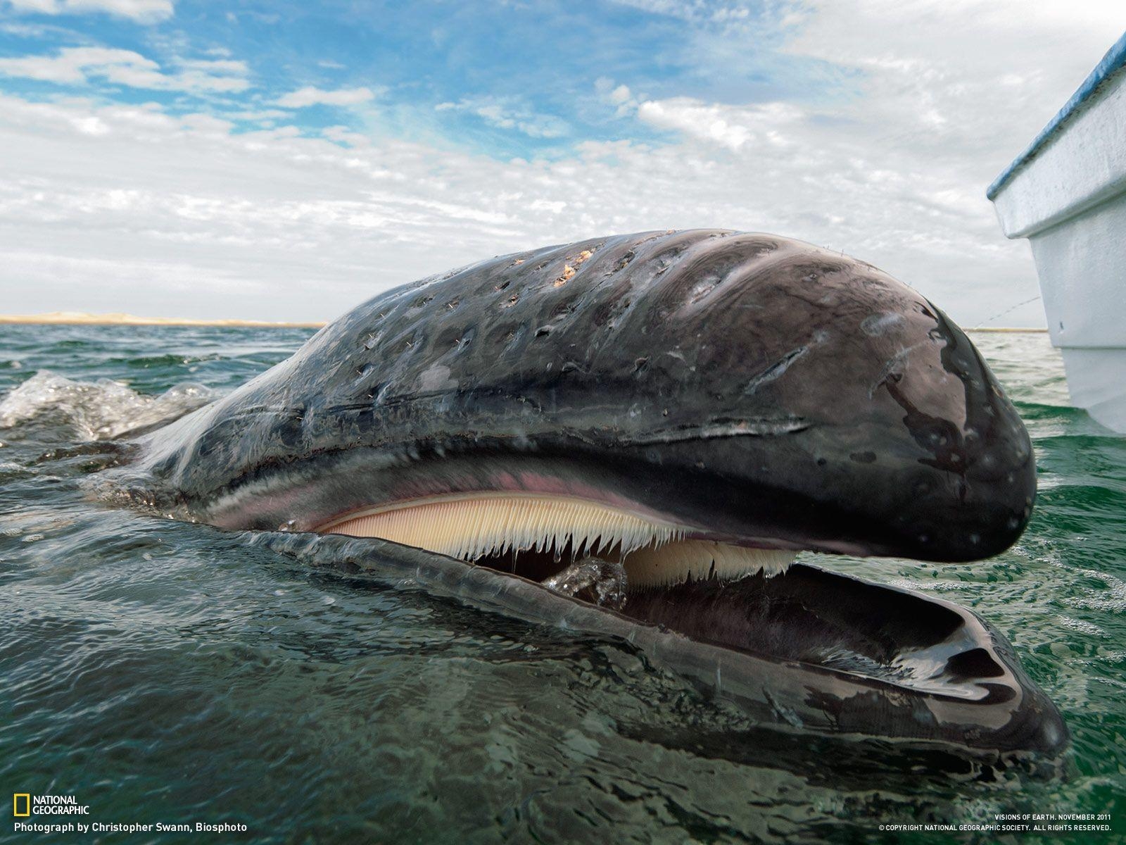 1600x1200 Gray whale swimming off the coast of Baja California, Mexico, Desktop