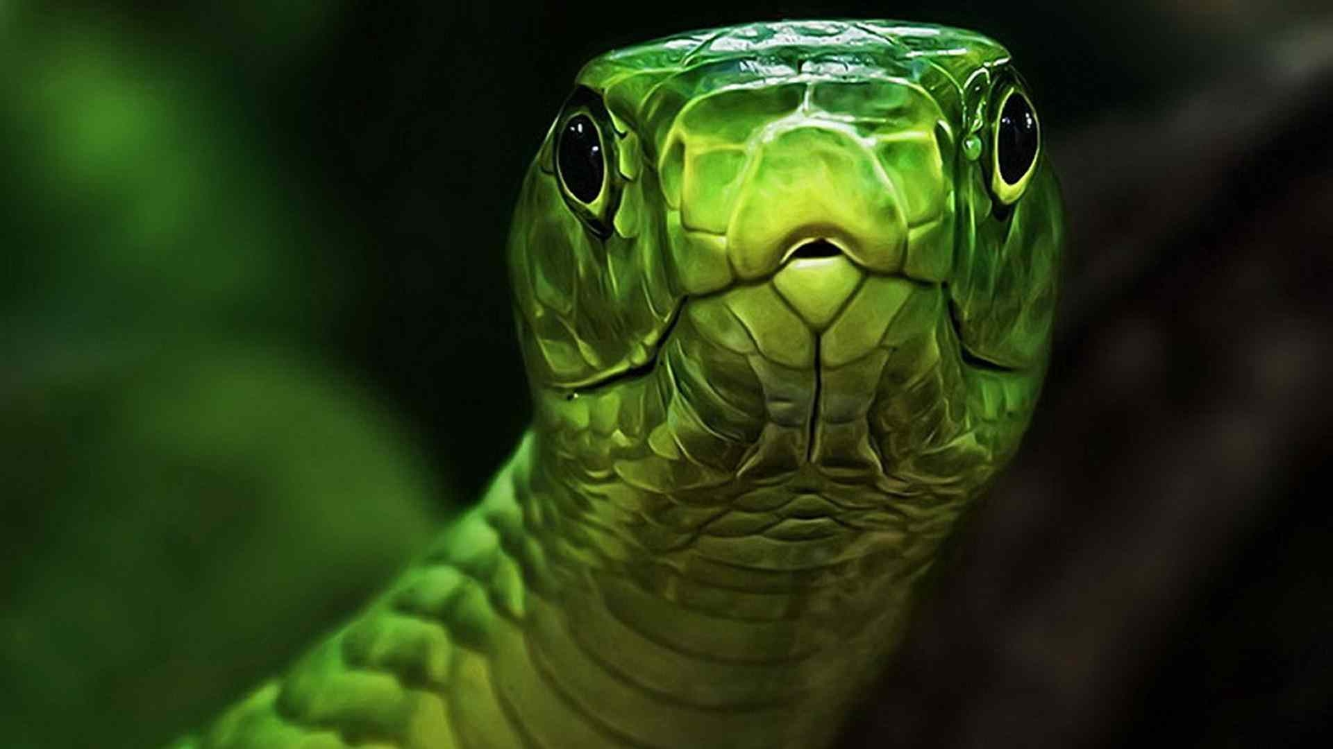 1920x1080 image of an anaconda snake download, Desktop