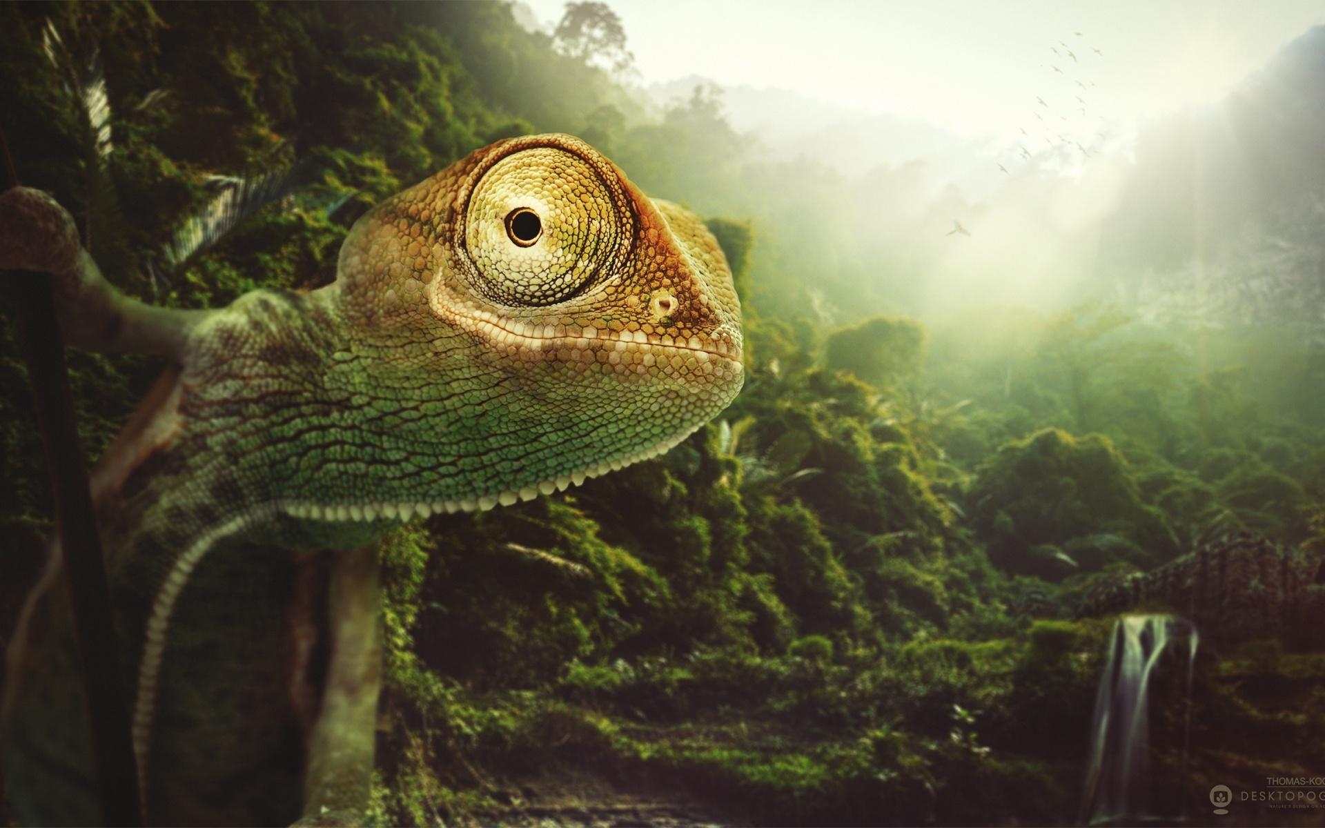 1920x1200 Chameleon Wallpaper, Desktop