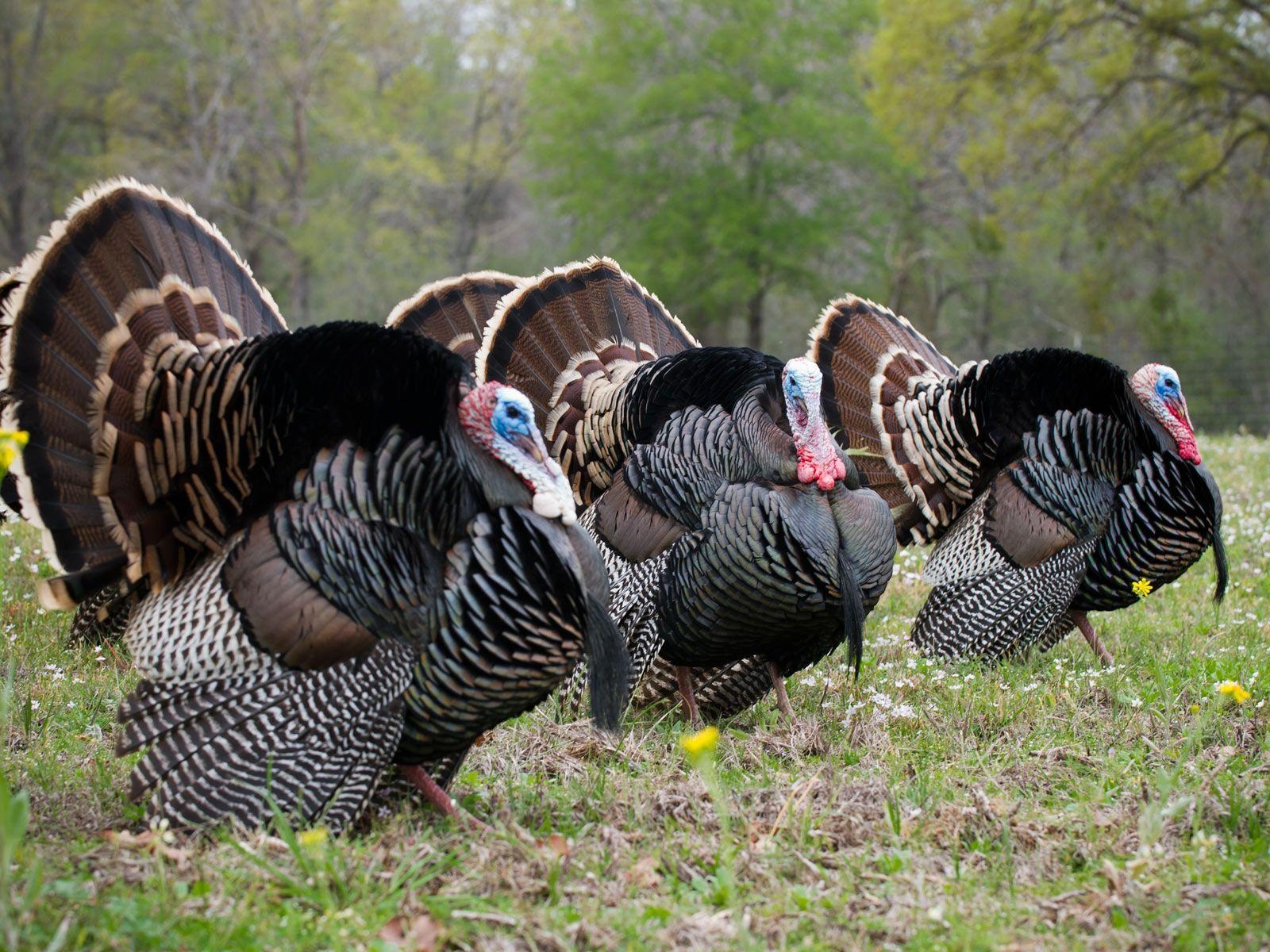 1600x1200 Wild Turkey Desktop Background, Desktop