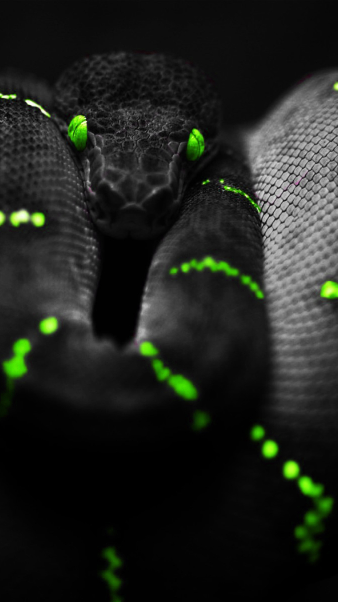 1080x1920 Black Mamba Snake Wallpaper for iPhone 6 Plus, Phone