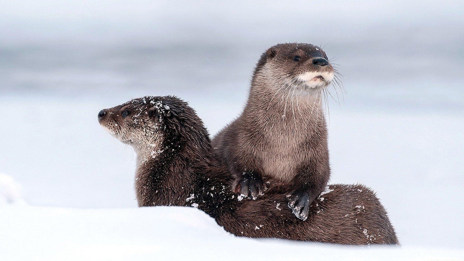 1920x1080 Otter HD Wallpaper, Desktop