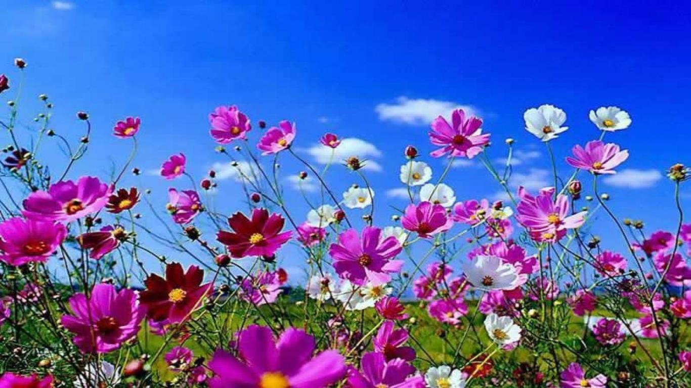 1370x770 Mind Blowing Springtime HD Wallpaper 1920x1080PX Springtime, Desktop