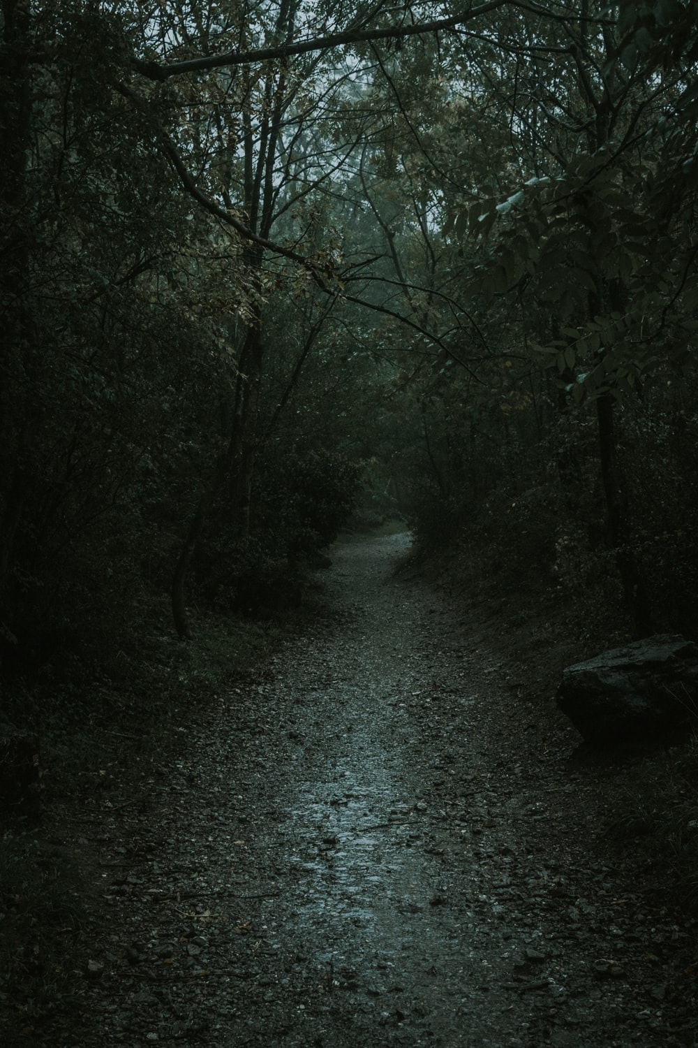 1000x1500 Haunted Forest Picture. Download Free Image, Phone