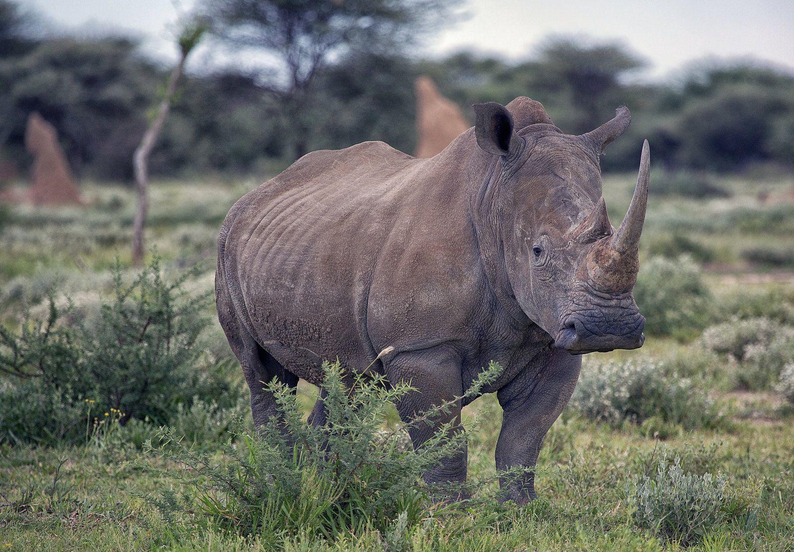 1600x1120 White Rhino, Desktop