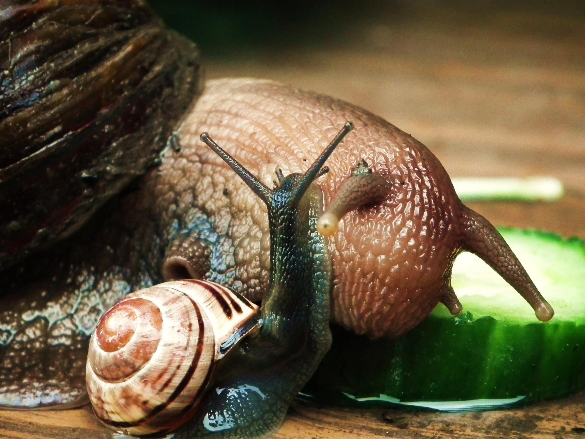 2050x1540 Giant African land snail and your common UK garden snail, Desktop