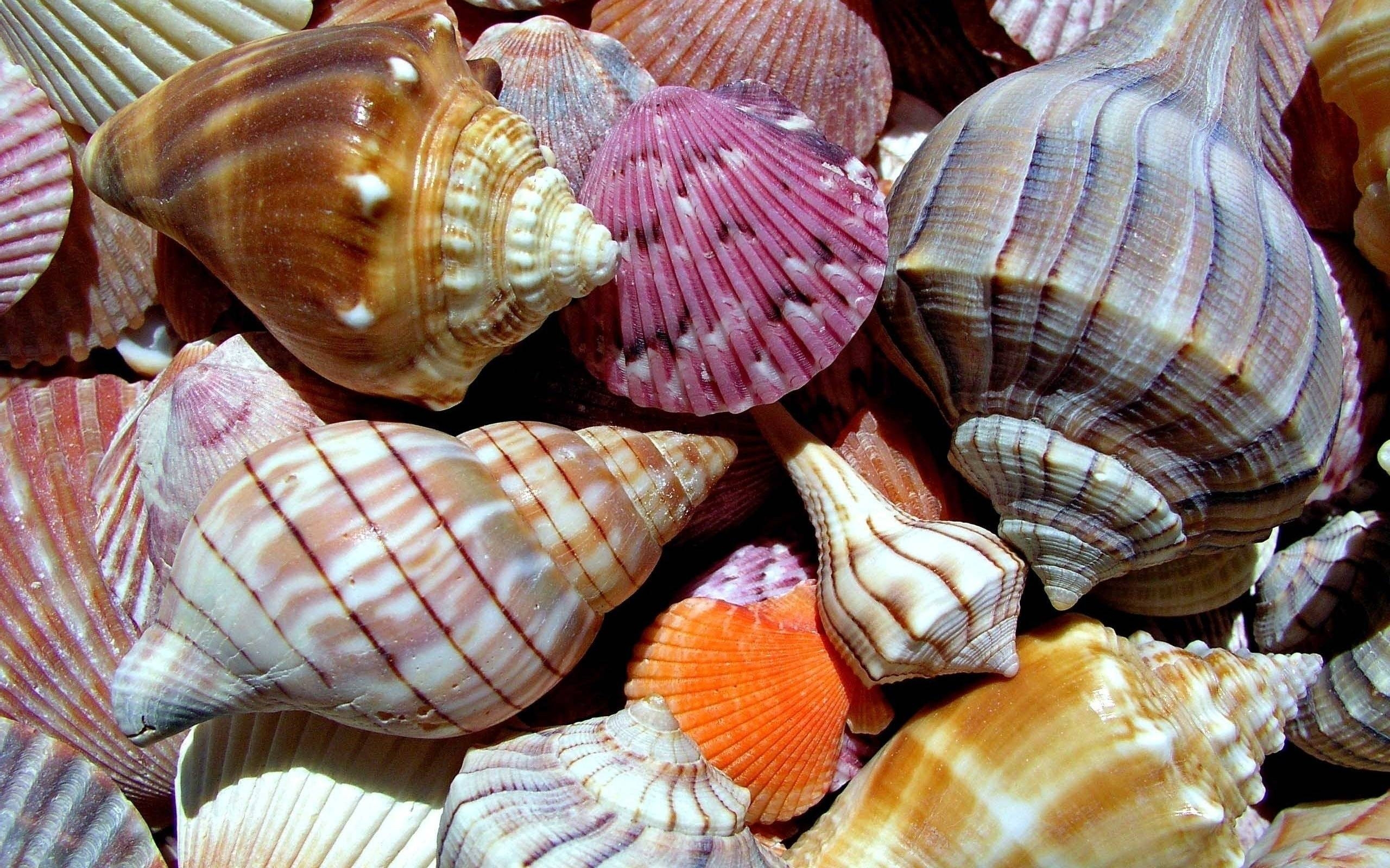 2560x1600 Seashells Wallpaper, Desktop