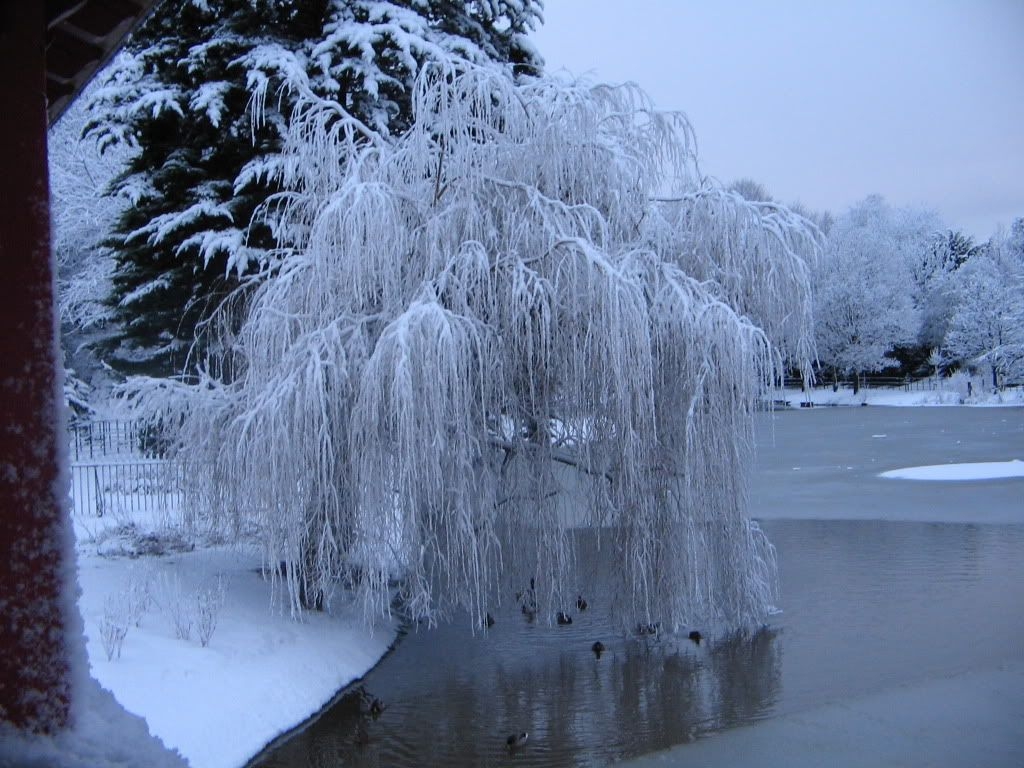 1030x770 Poetic Paradise magical weeping willow by Mysticwords poet. Willow tree tattoos, Weeping willow, Willow tree, Desktop