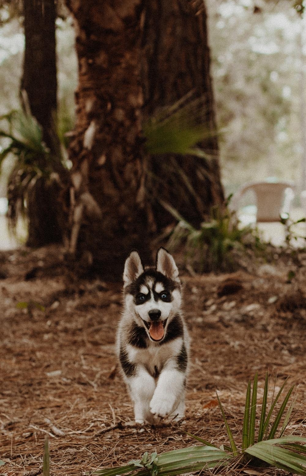 1000x1560 Husky Wallpaper: Free HD Download [HQ], Phone