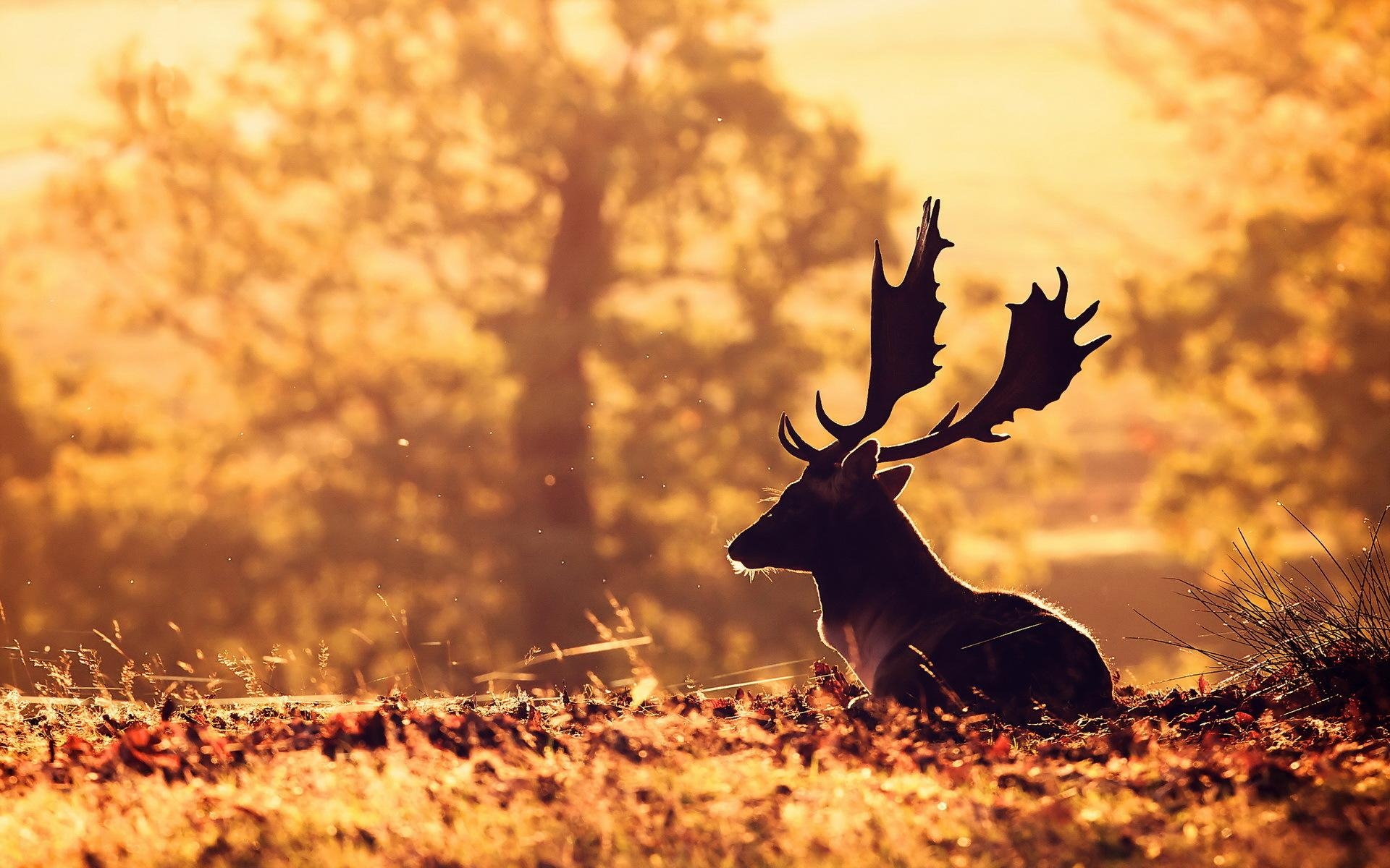 1920x1200 Deer Wallpaper, Interesting Deer HDQ Image Collection, HD, Desktop