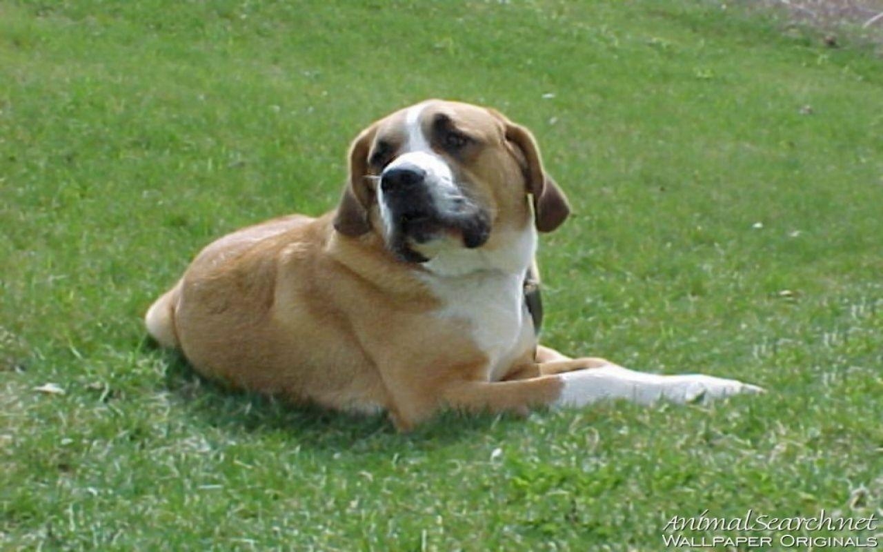 1280x800 St. Bernard Puppy, Desktop