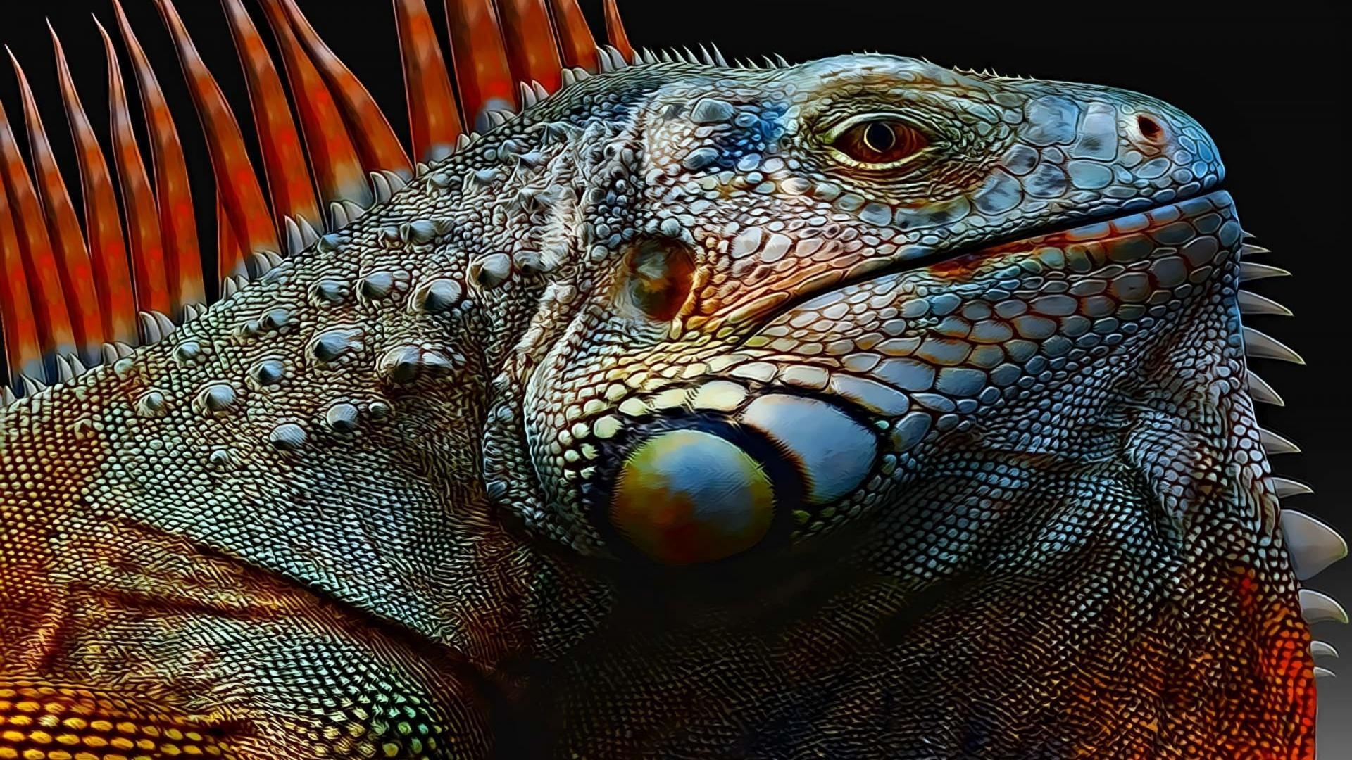 1920x1080 Iguana Wallpaper 1 X 1600, Desktop