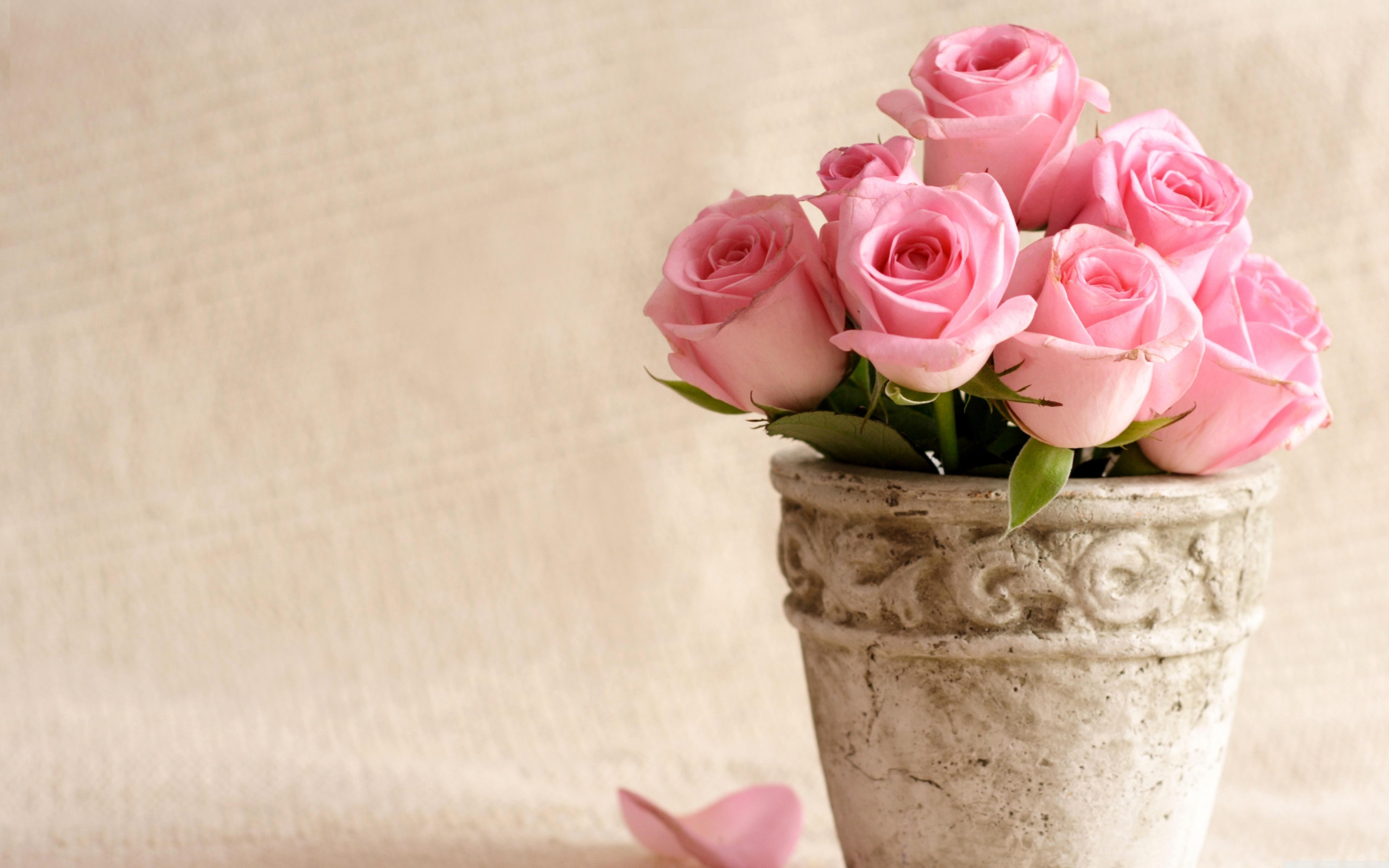 5120x3200 Pink Roses Wallpaper, Desktop