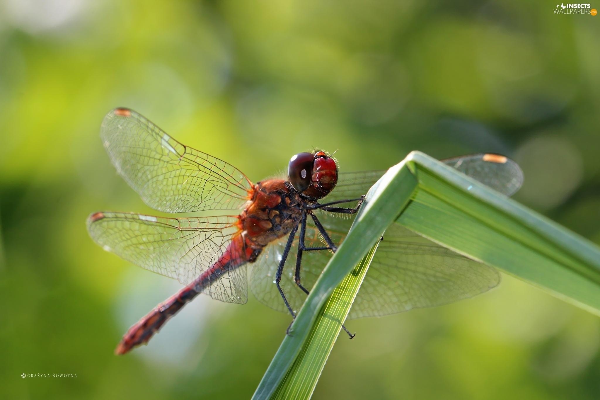 2050x1370 Free download Red Insect dragon fly Insects wallpaper, Desktop