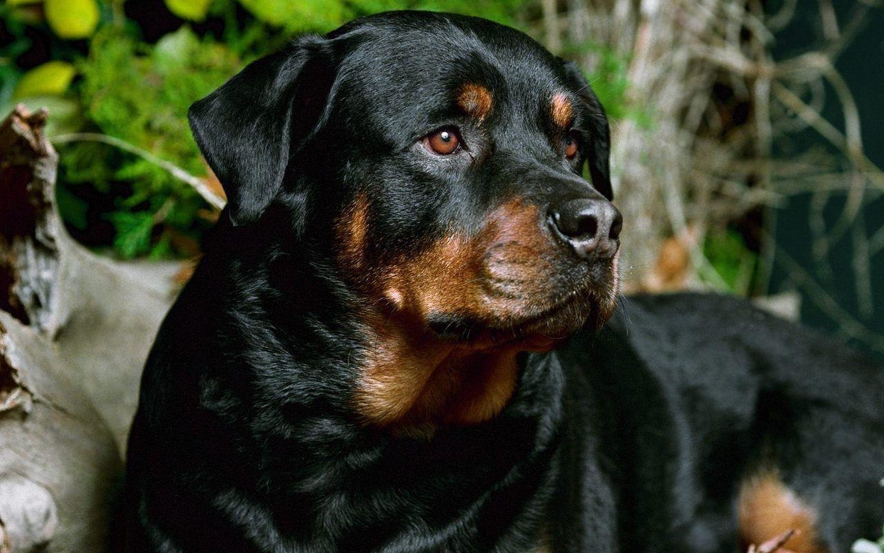 1280x800 Beautiful Rottweiler, Desktop