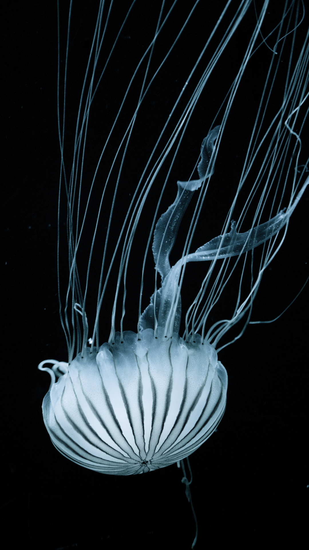 1080x1920 Jellyfish, Bioluminescence iPhone Wallpaper, Phone