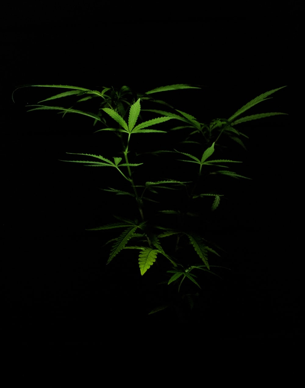 1000x1270 Green plant in black background photo, Phone