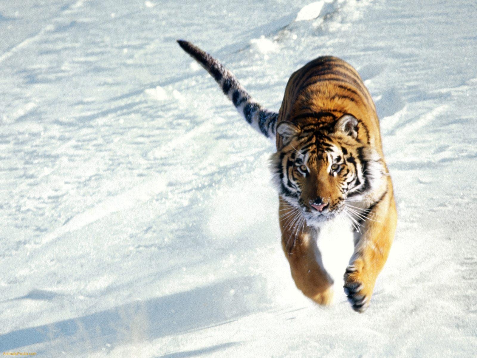 1600x1200 Siberian Tiger Wallpaper Wallpaper Inn, Desktop