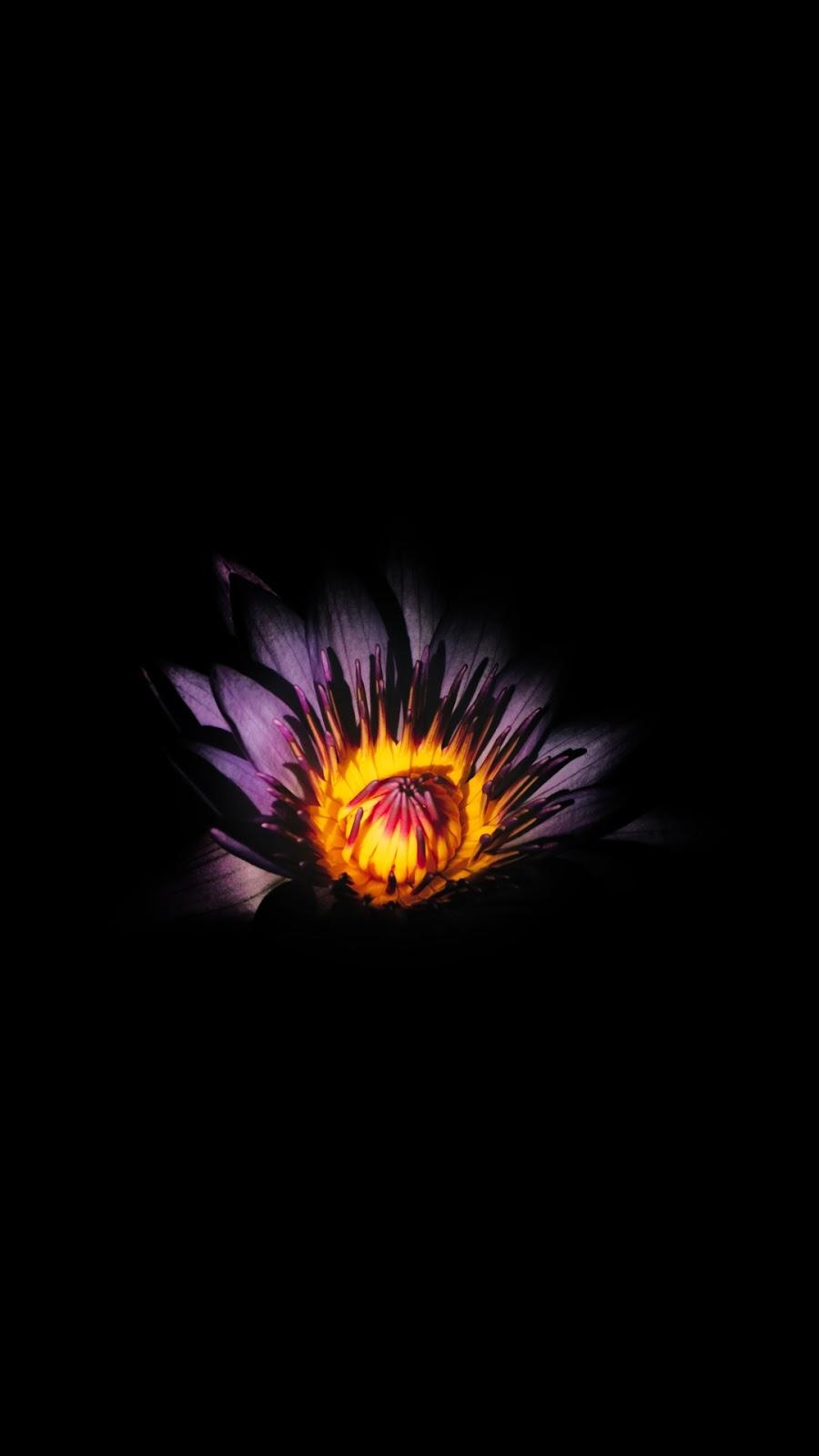 900x1600 Flower (Saving battery for Amoled display), Phone