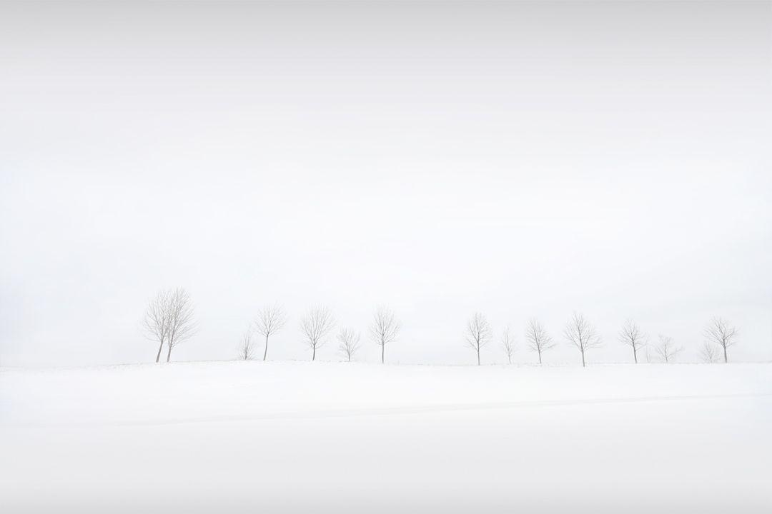 1080x720 More Like HD wallpaper- Winter tree&;s, Desktop