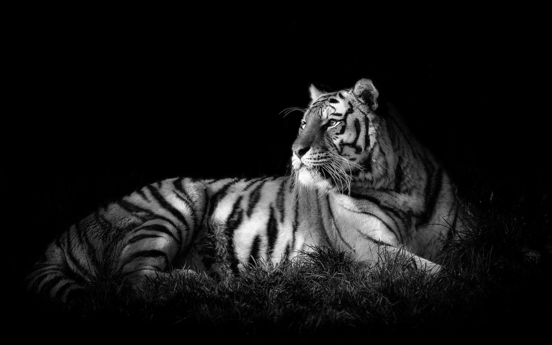 1920x1200 White Tiger HD Wallpaper, Desktop