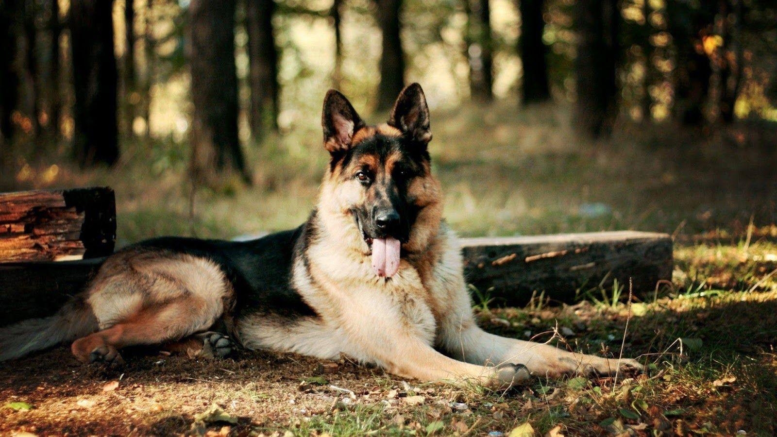 1600x900 As you can see Hunter is a rather simply marked German Shepherd, Desktop