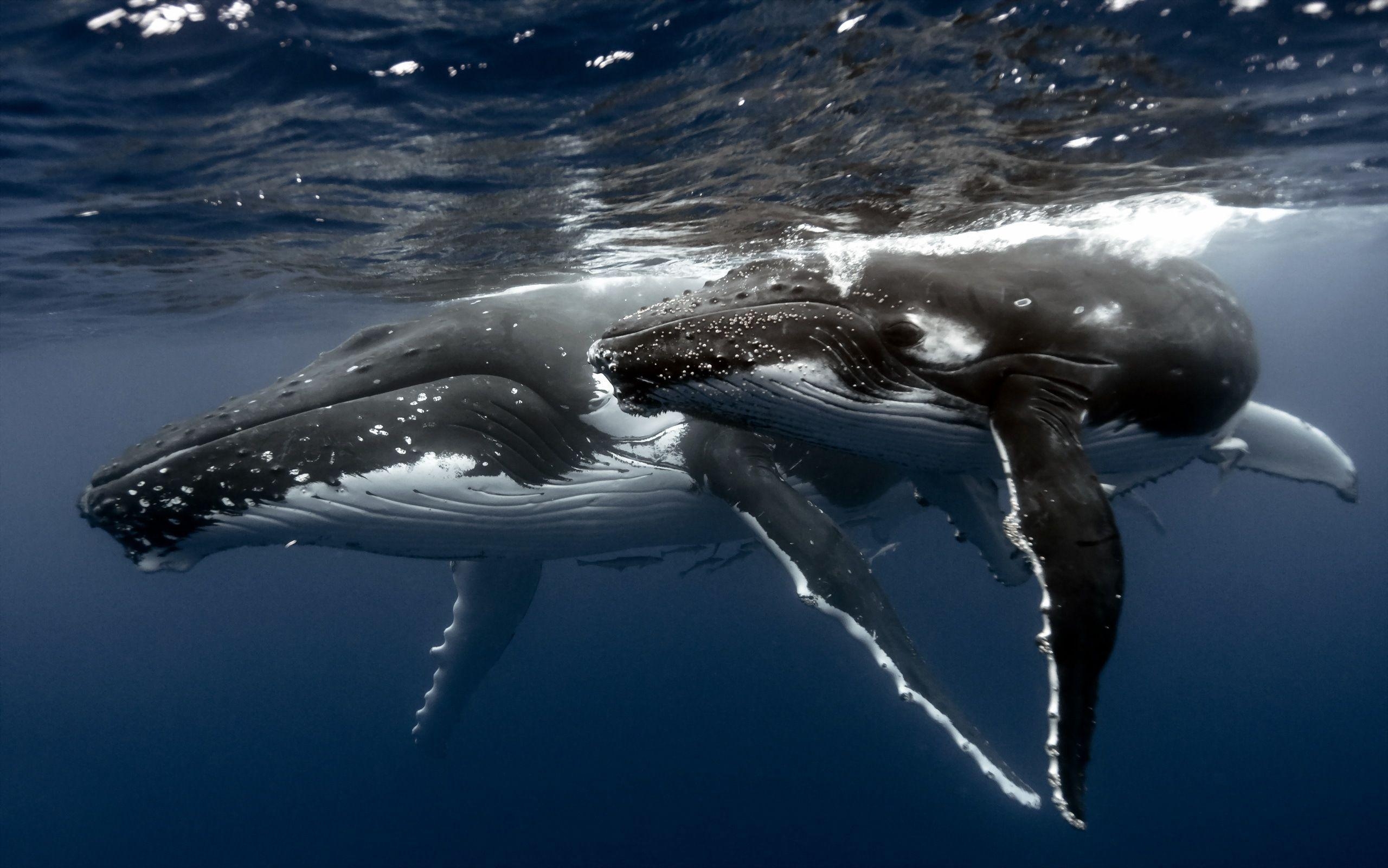 2560x1600 Humpback Whale Wallpaper. Humpback Whale Background, Desktop